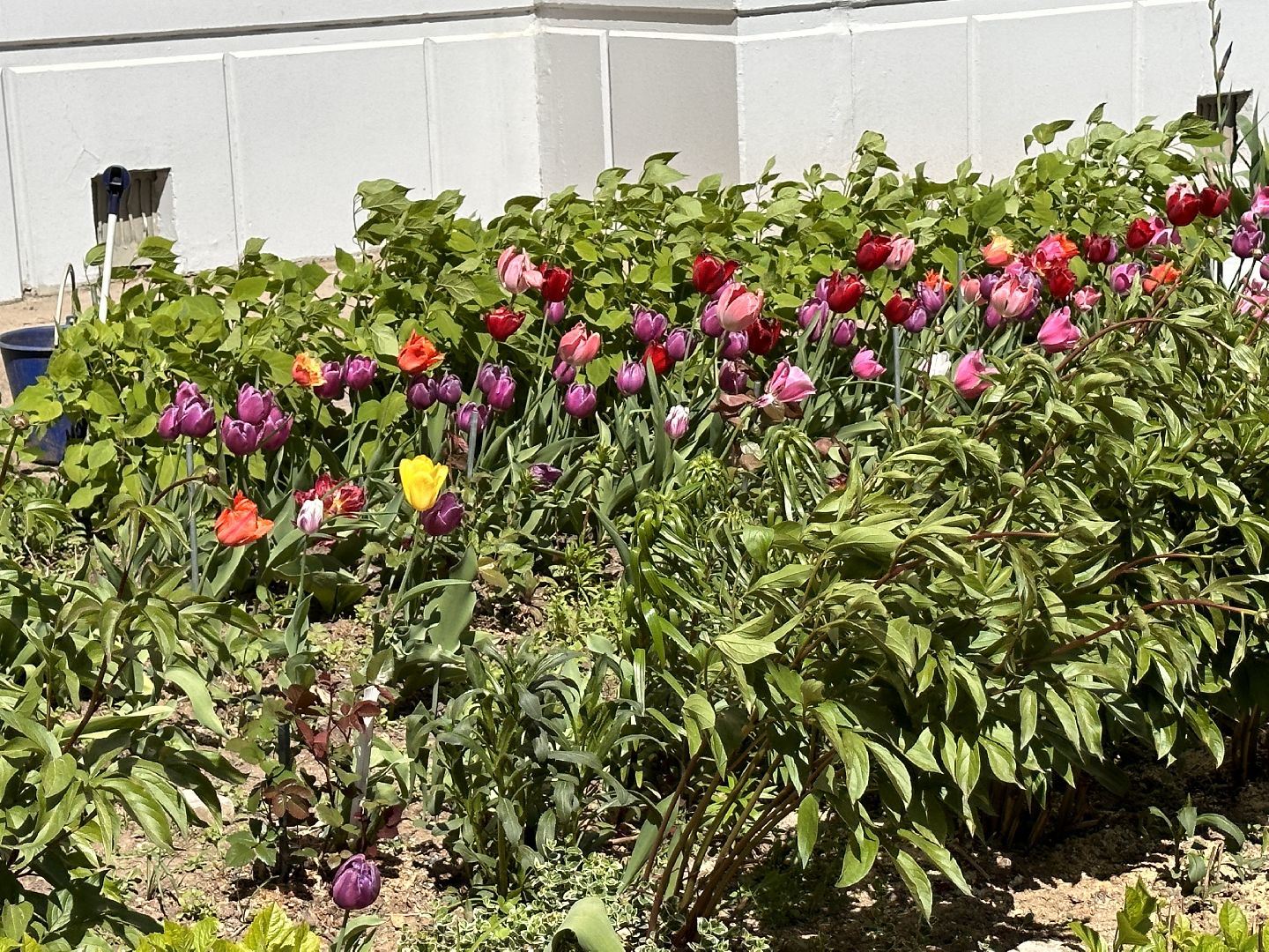 Одинцово, Благоустройство, Озеленение