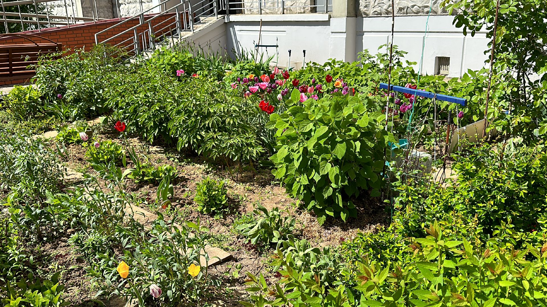 Одинцово, Благоустройство, Озеленение