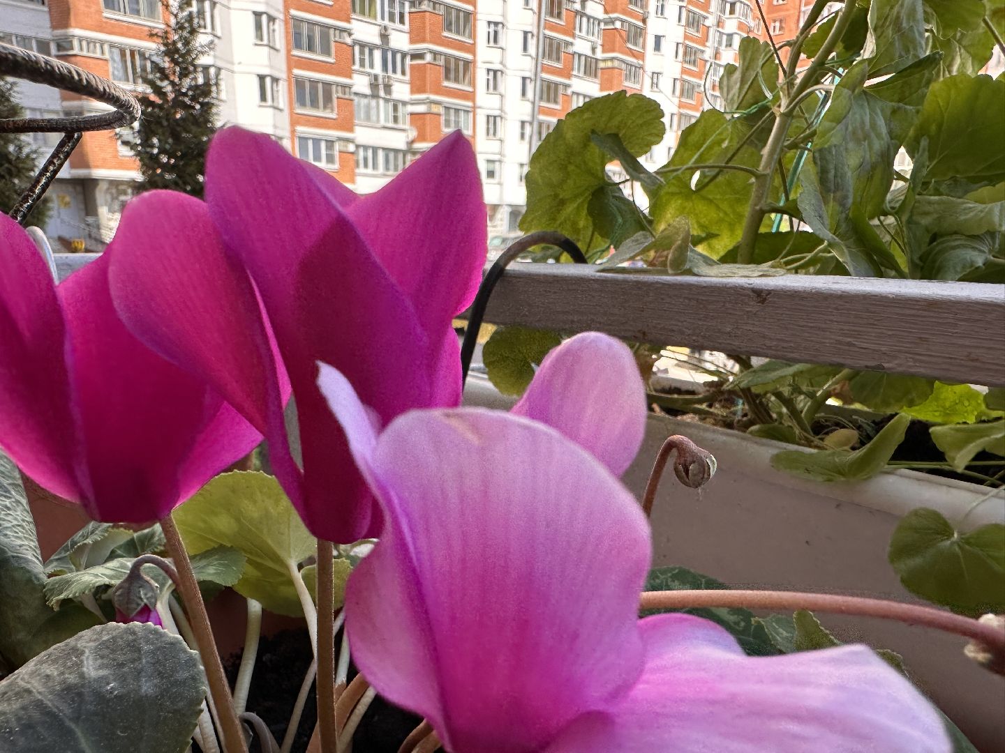 Одинцово, Благоустройство, Озеленение