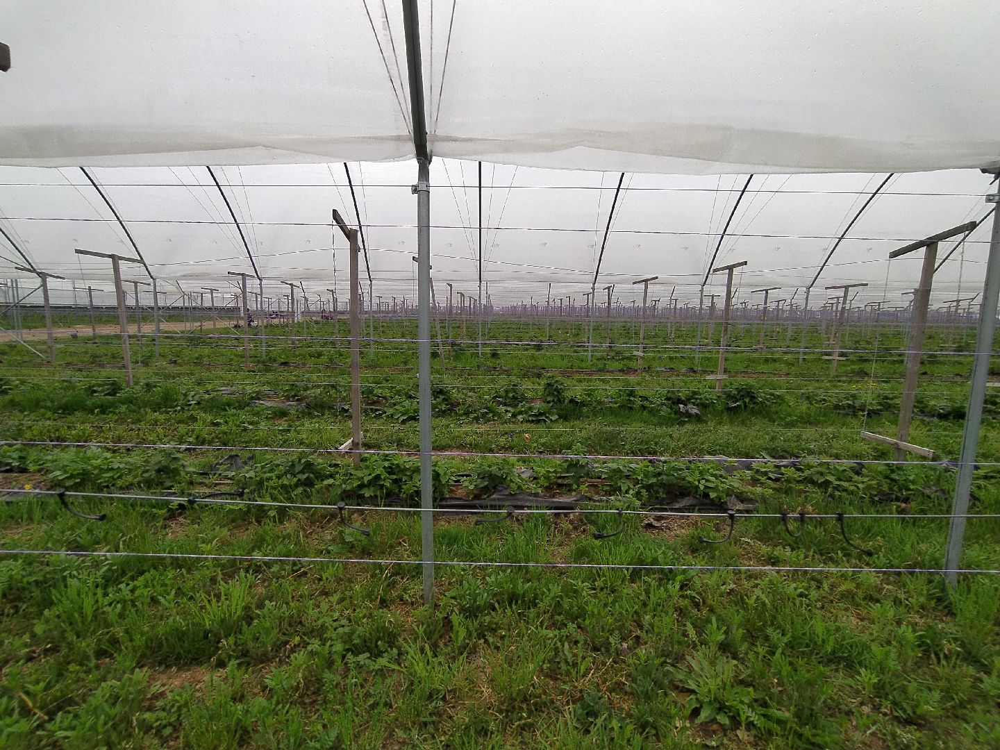 Ягода, урожай, клубника, малина, удобрение