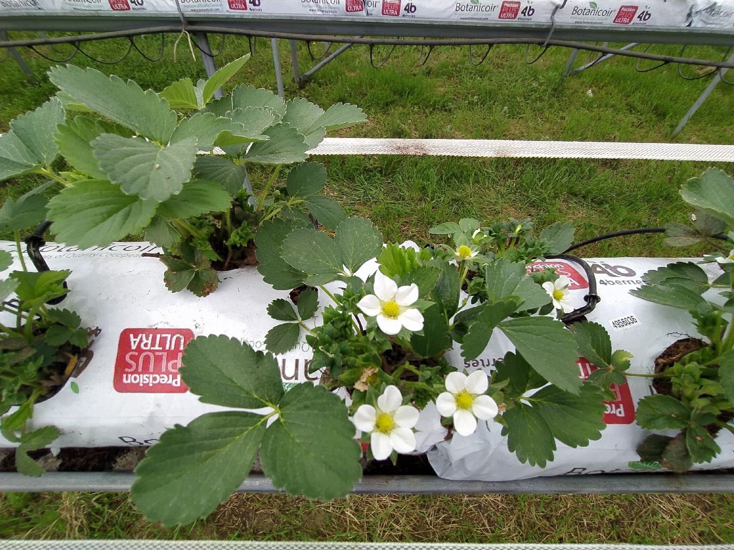 Ягода, урожай, клубника, малина, удобрение