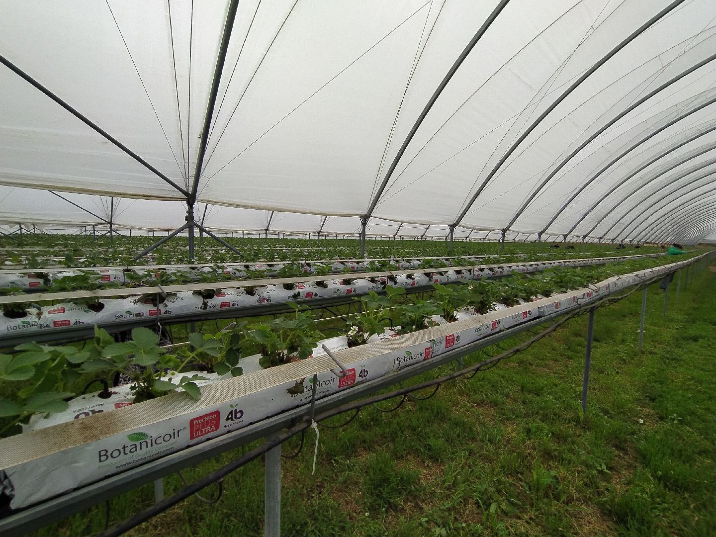 Ягода, урожай, клубника, малина, удобрение