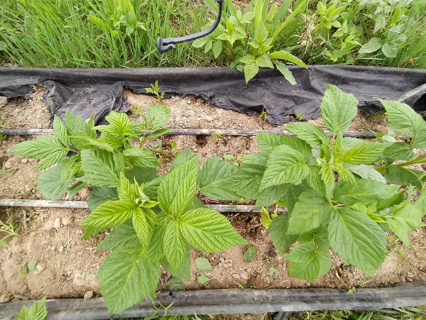 Ягода, урожай, клубника, малина, удобрение