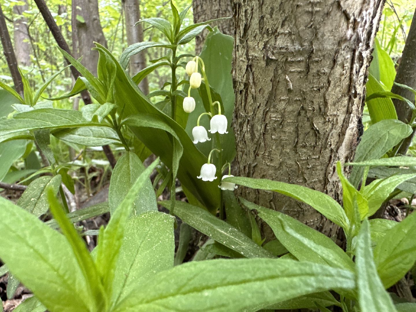 Одинцово, Парки Подмосковья, Ландыши, Экология