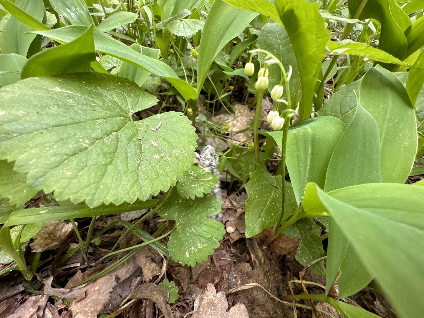 Одинцово, Парки Подмосковья, Ландыши, Экология
