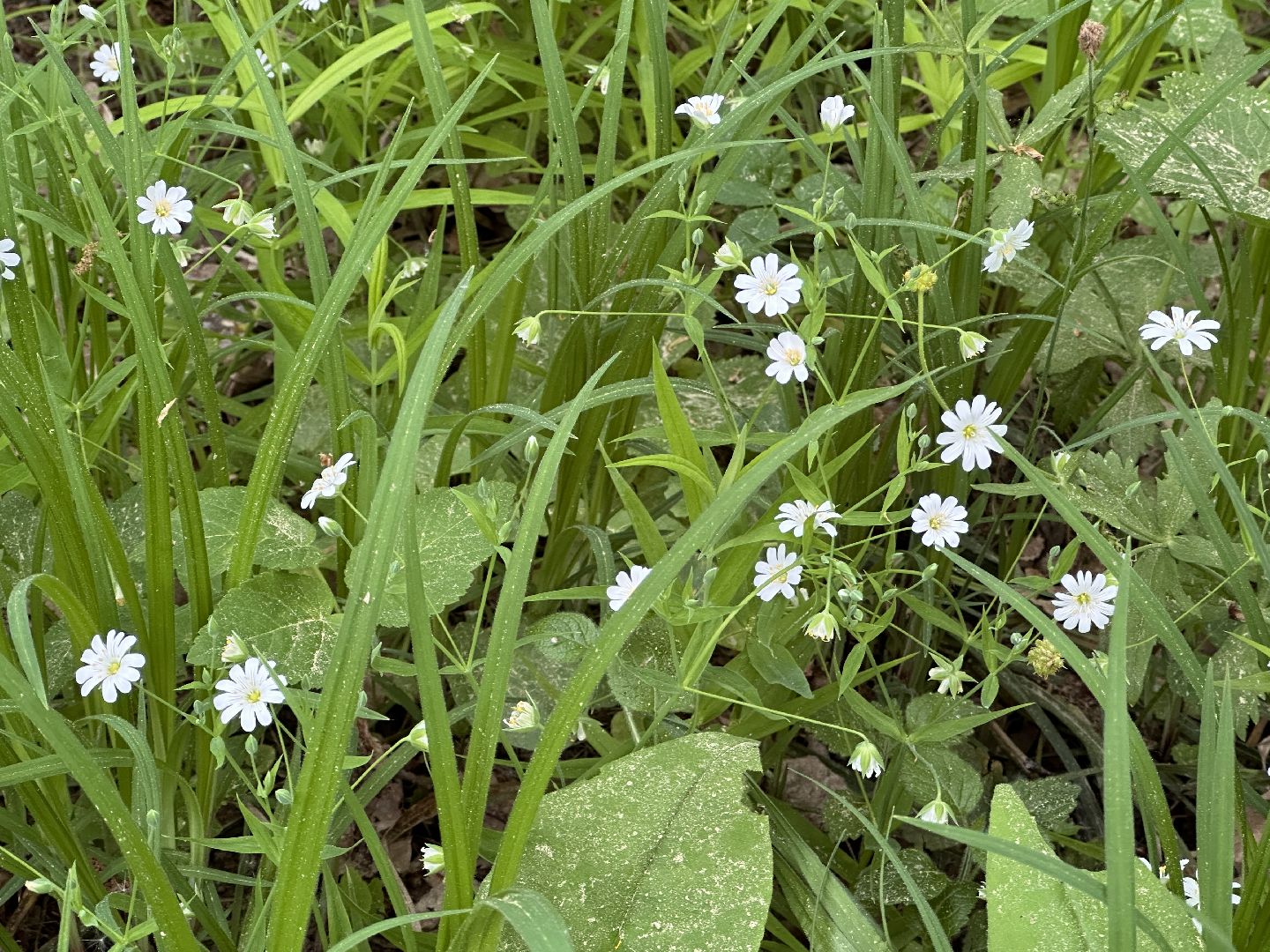 Одинцово, Парки Подмосковья, Ландыши, Экология