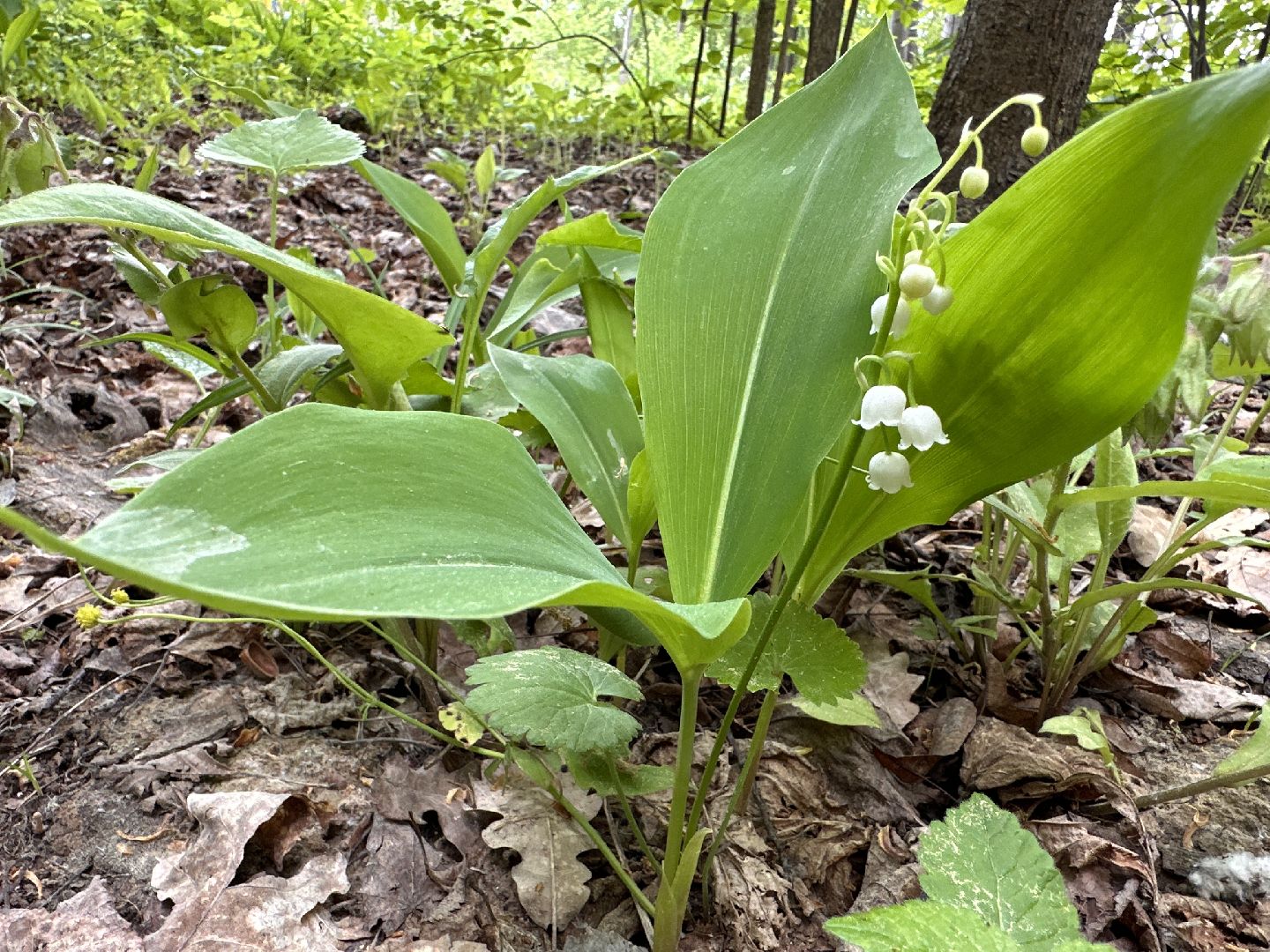 Одинцово, Парки Подмосковья, Ландыши, Экология