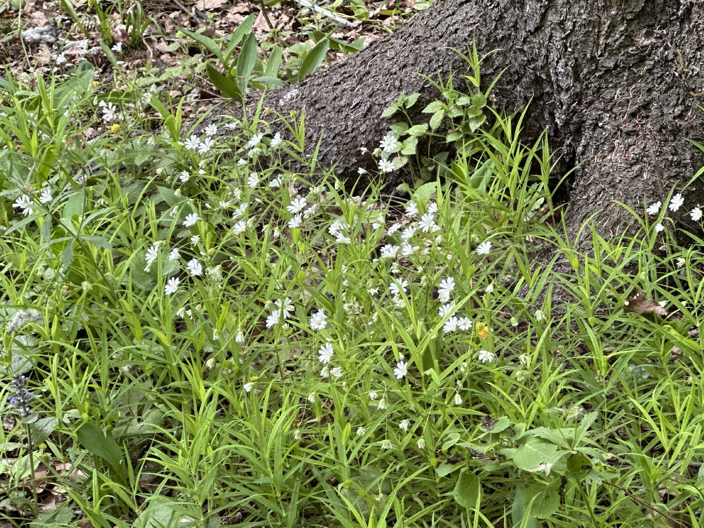 Одинцово, Парки Подмосковья, Ландыши, Экология