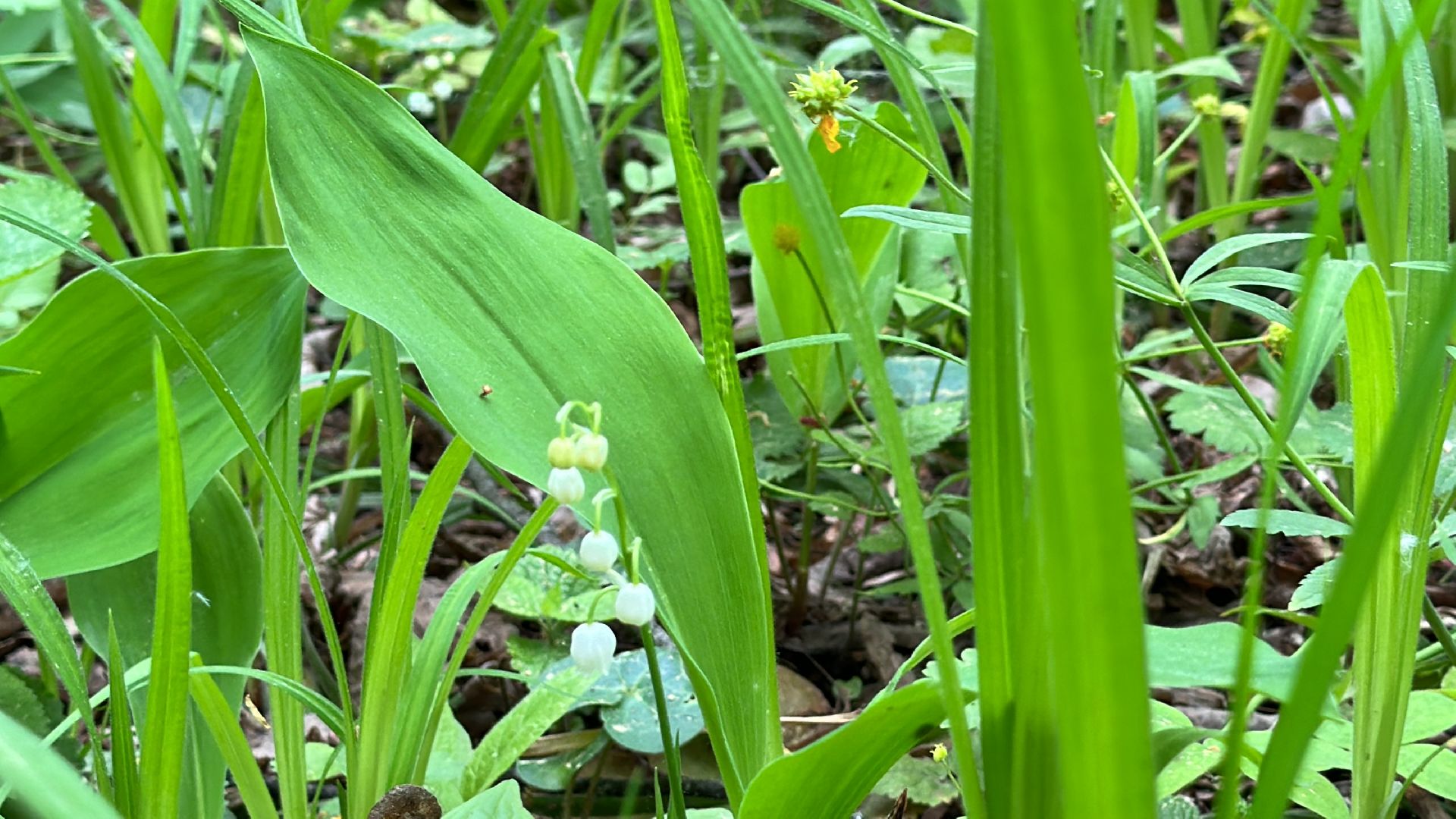 Одинцово, Парки Подмосковья, Ландыши, Экология