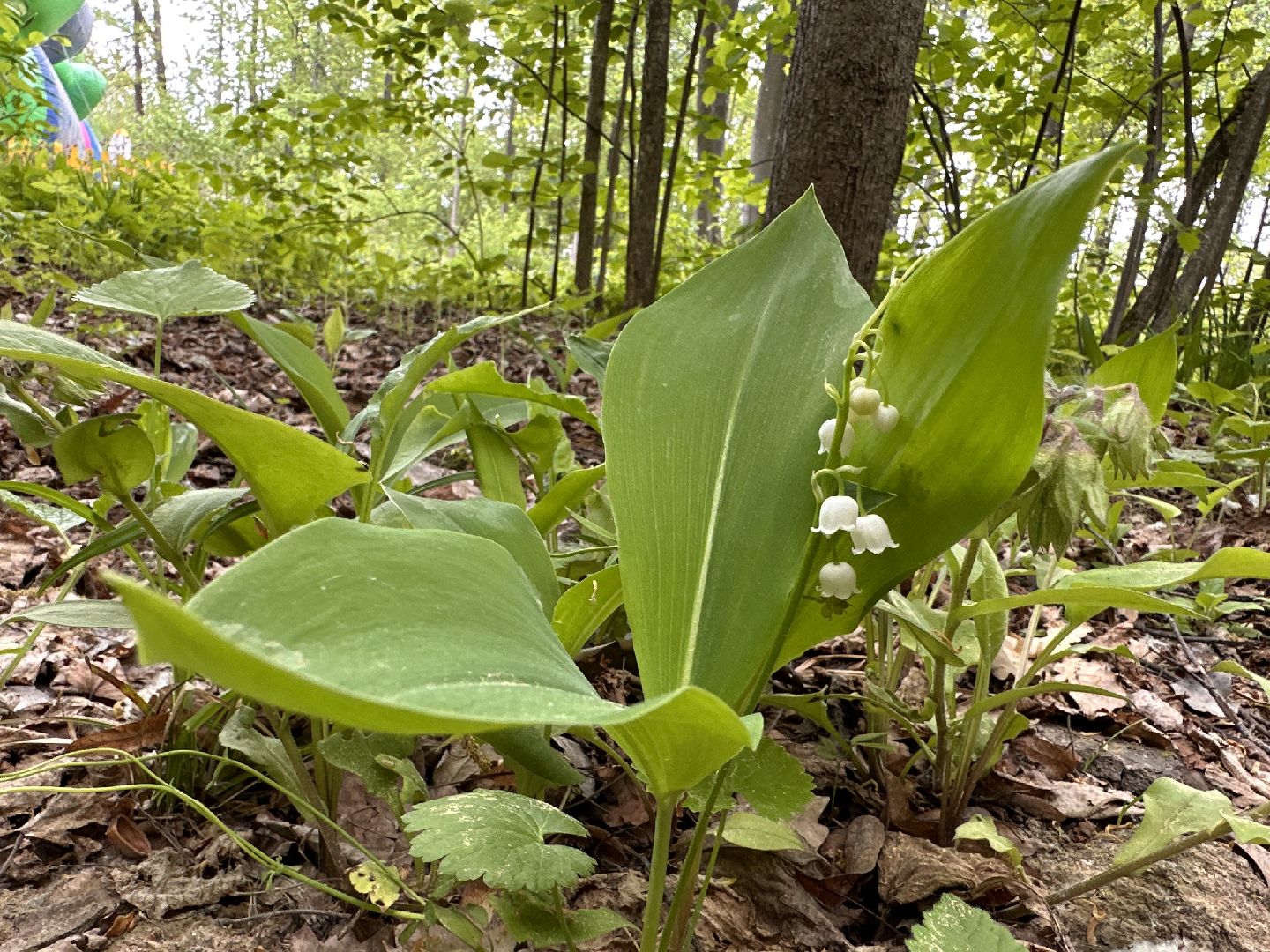 Одинцово, Парки Подмосковья, Ландыши, Экология