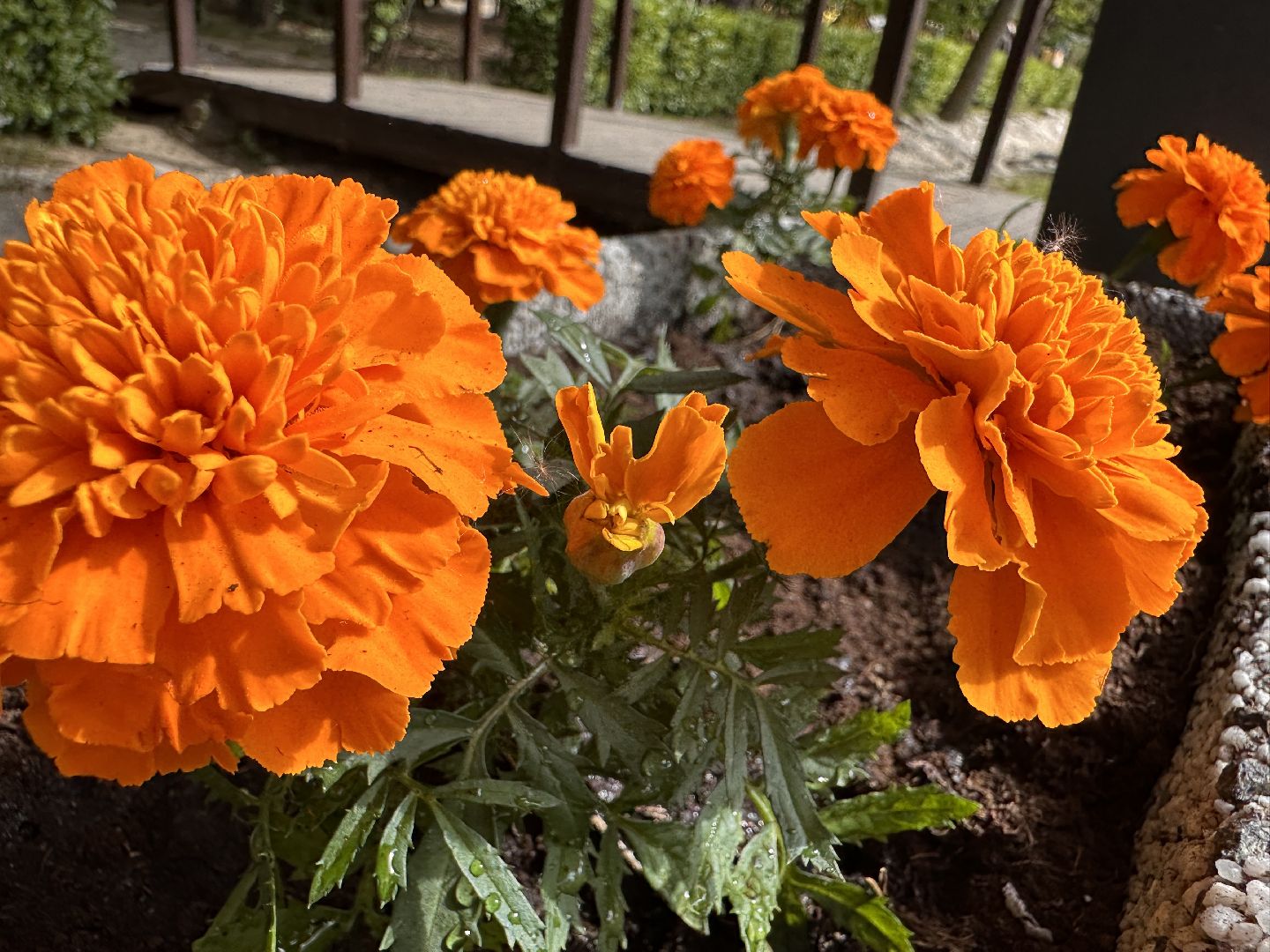 Одинцово, Парки Подмосковья, Экология