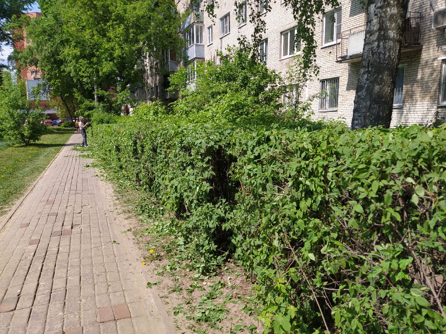 Обрезка кустов, форма, благоустройство, парк, аллея