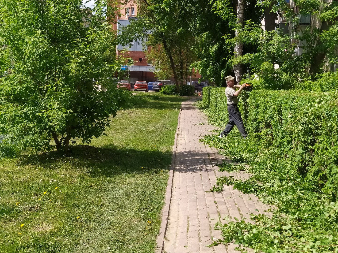 Обрезка кустов, форма, благоустройство, парк, аллея