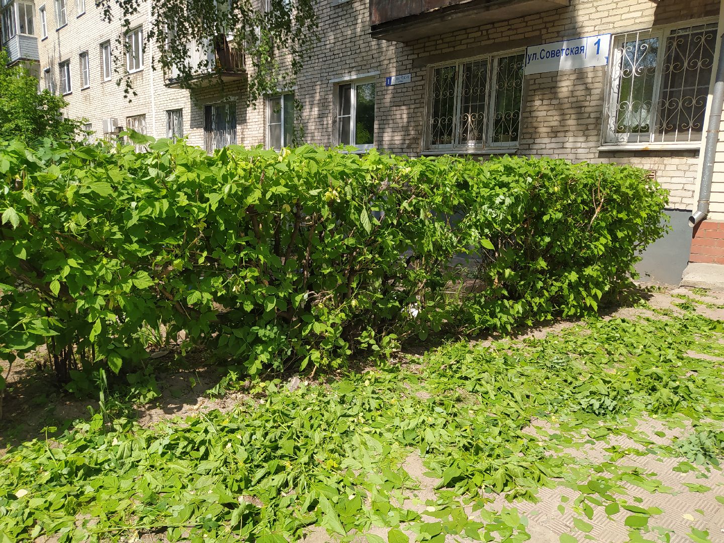 Обрезка кустов, форма, благоустройство, парк, аллея