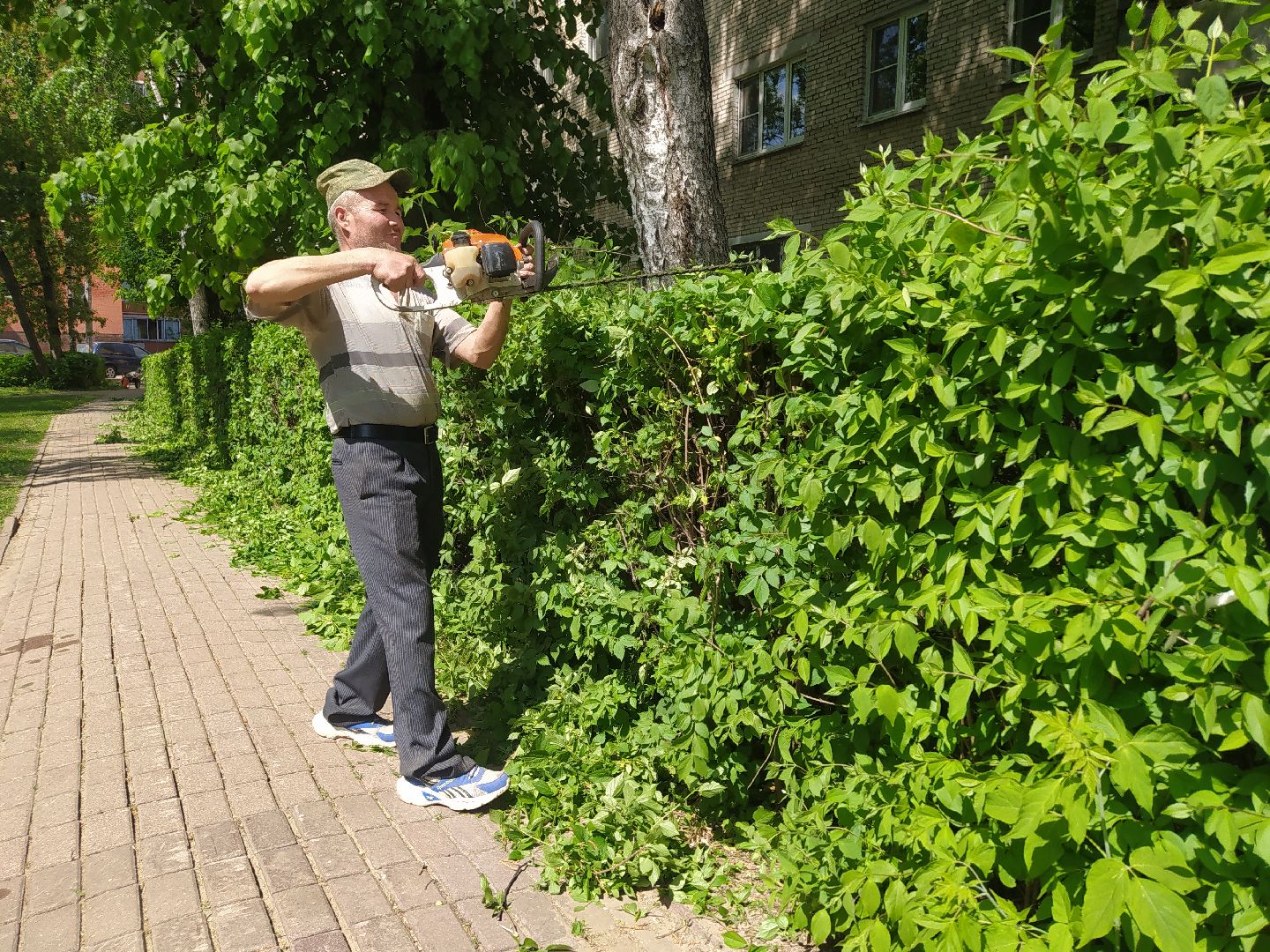 Обрезка кустов, форма, благоустройство, парк, аллея