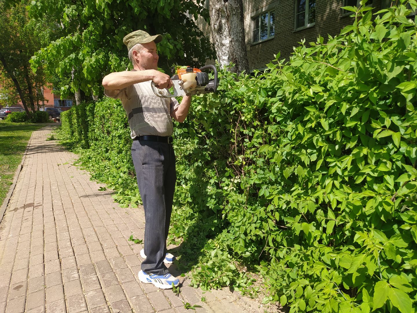 Обрезка кустов, форма, благоустройство, парк, аллея