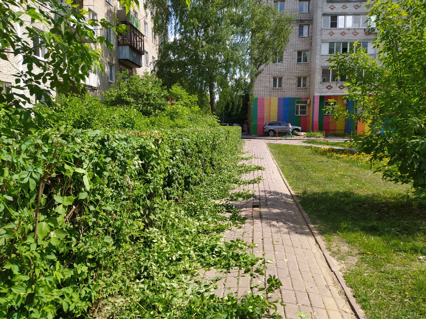 Обрезка кустов, форма, благоустройство, парк, аллея