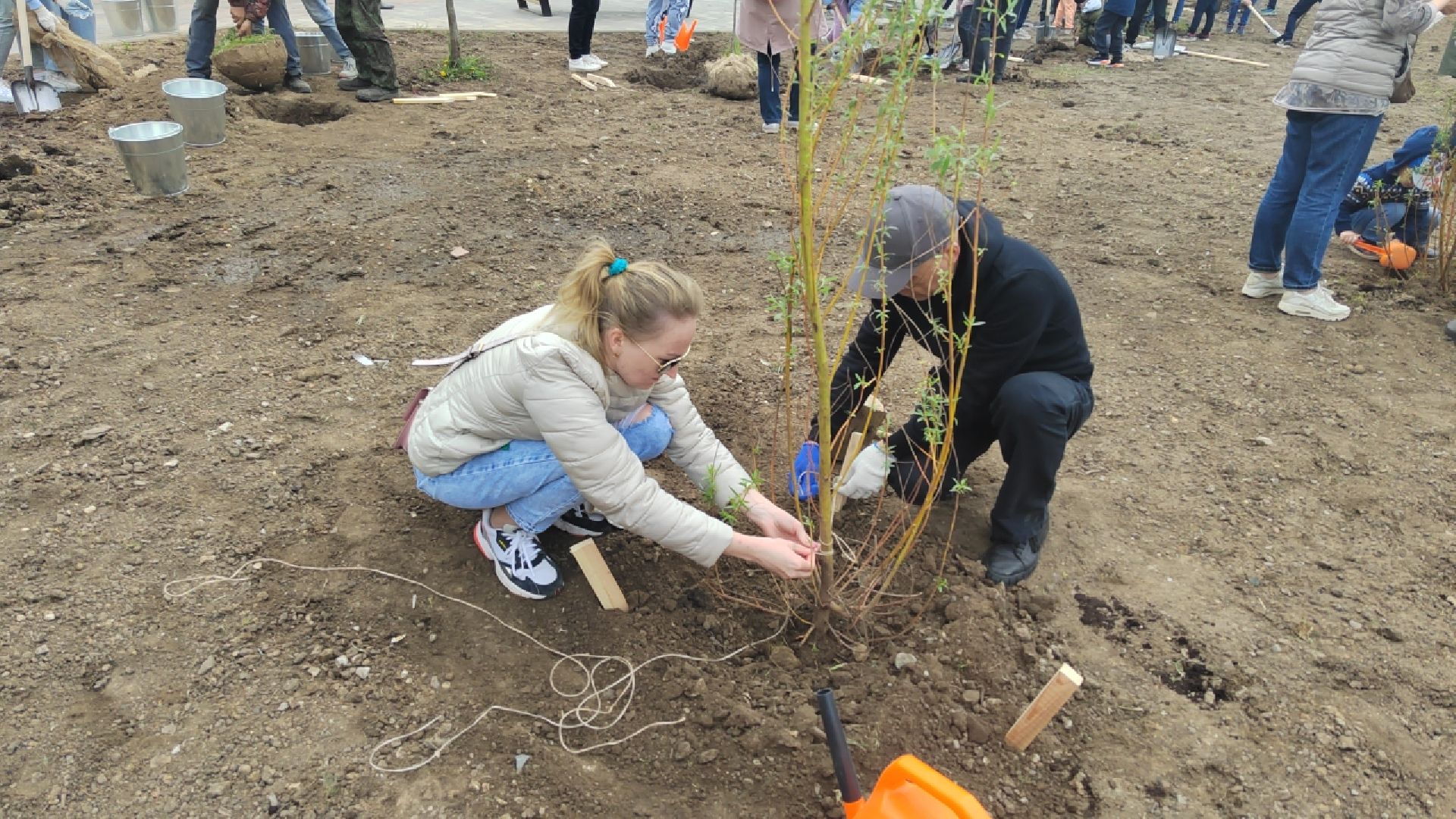 Пушкино, Пушкинский округ, Лес Победы, экология, чистый город