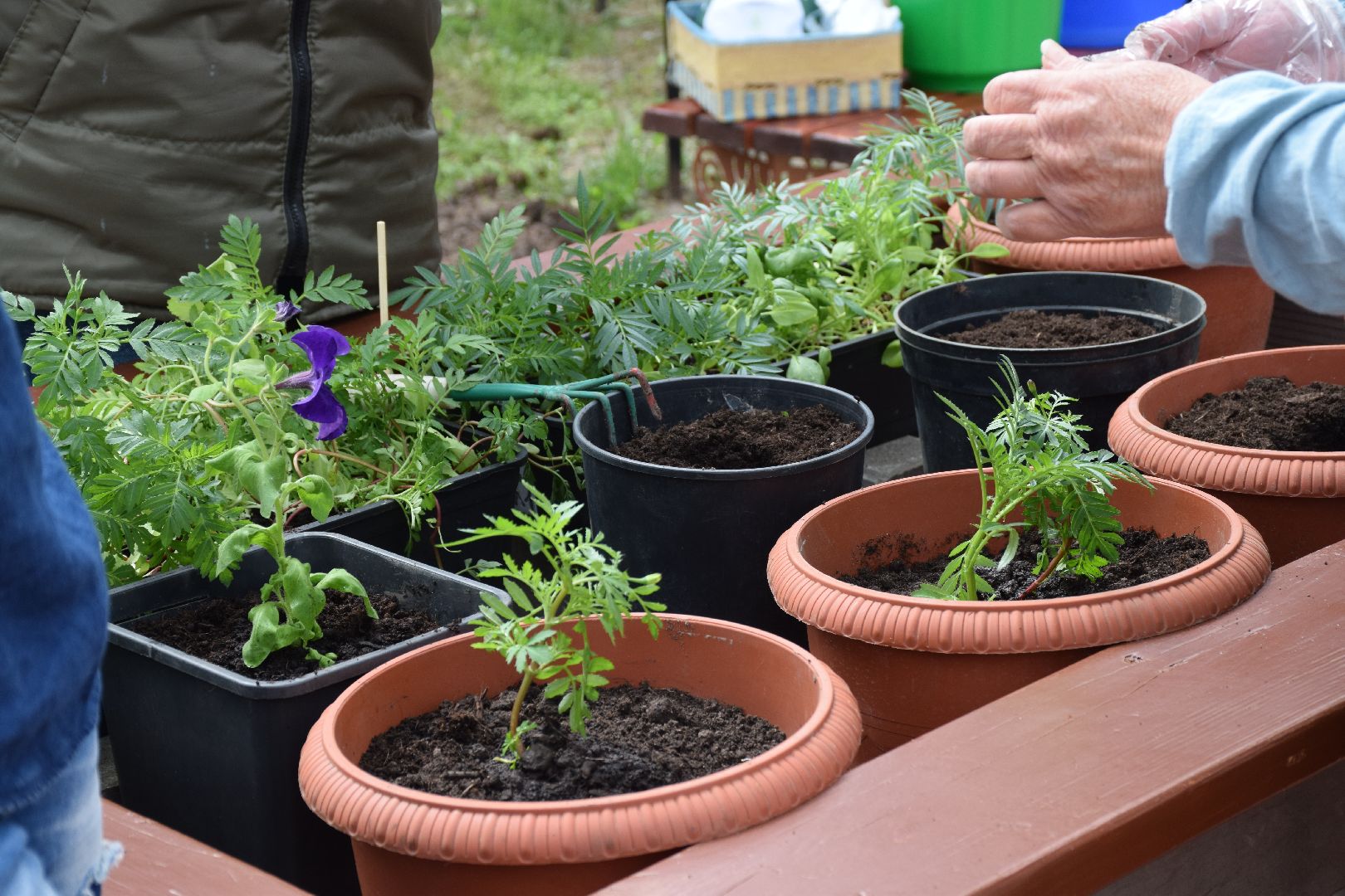 Павловский Посад, городской округ Павловский Посад, фестиваль, рассада, парк