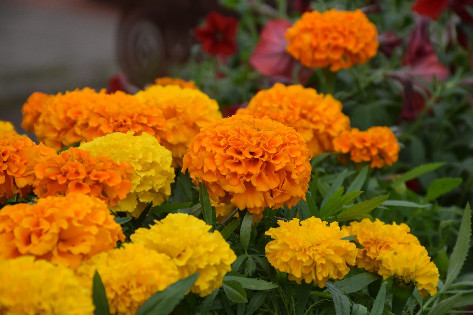 Павловский Посад, городской округ Павловский Посад, фестиваль, рассада, парк