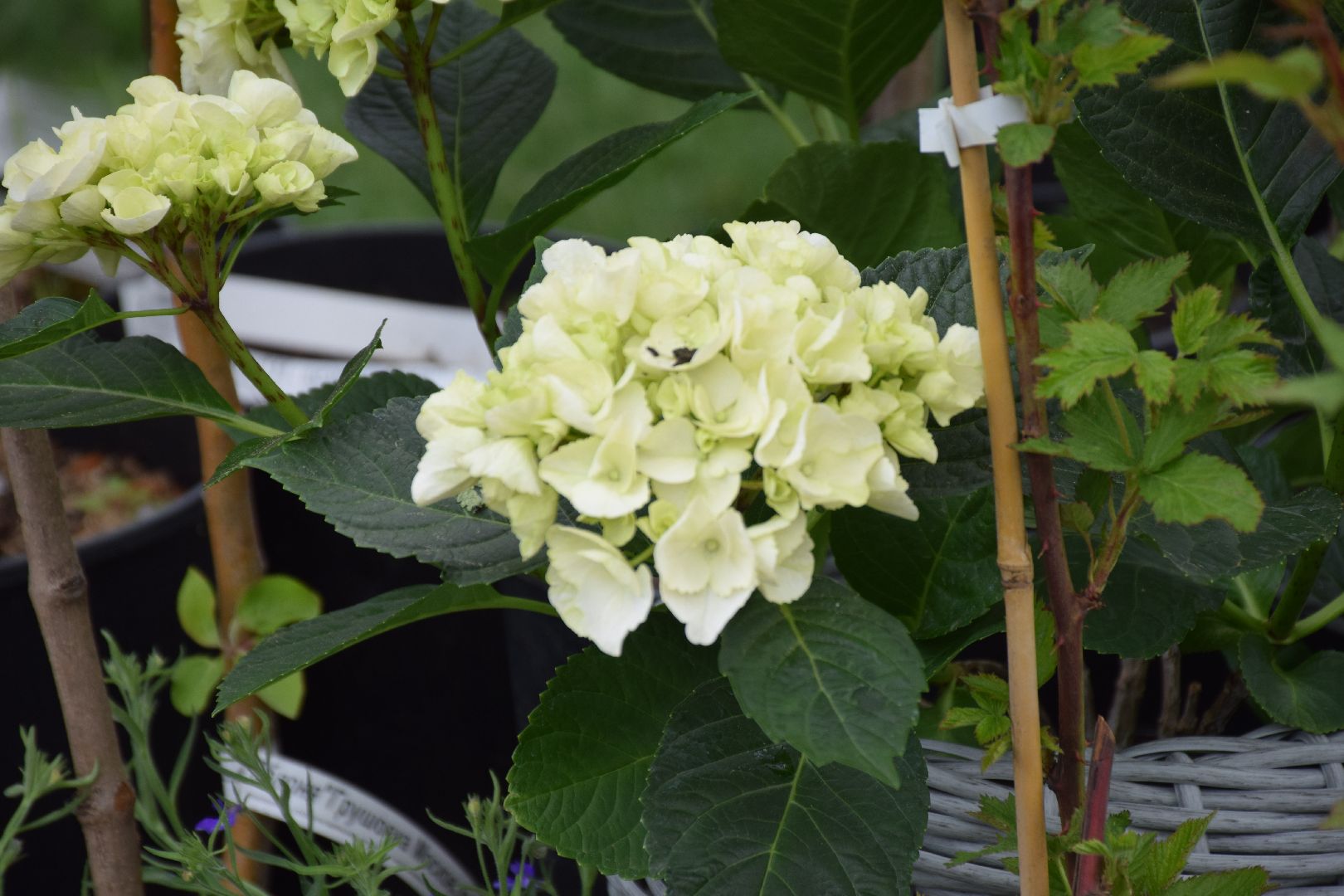 Павловский Посад, городской округ Павловский Посад, фестиваль, рассада, парк