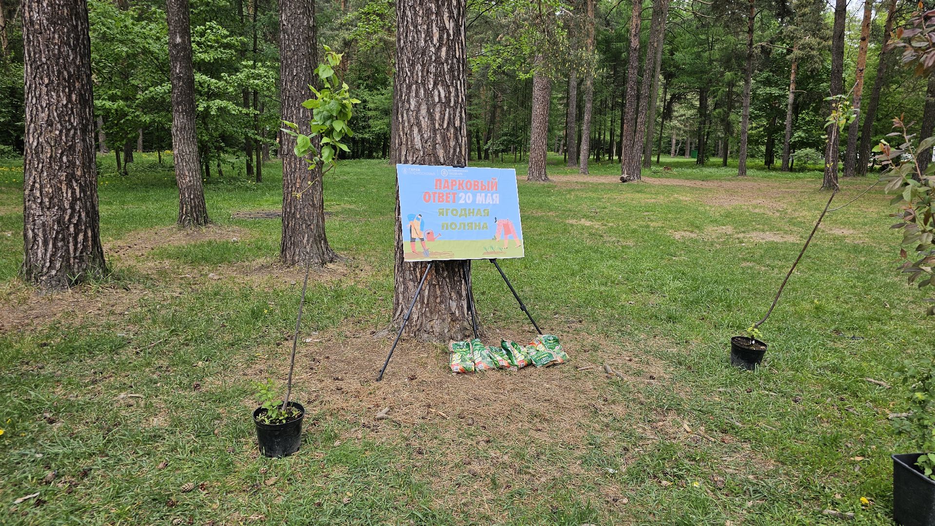 акция, Парковый ответ, посадка слив, Котельники