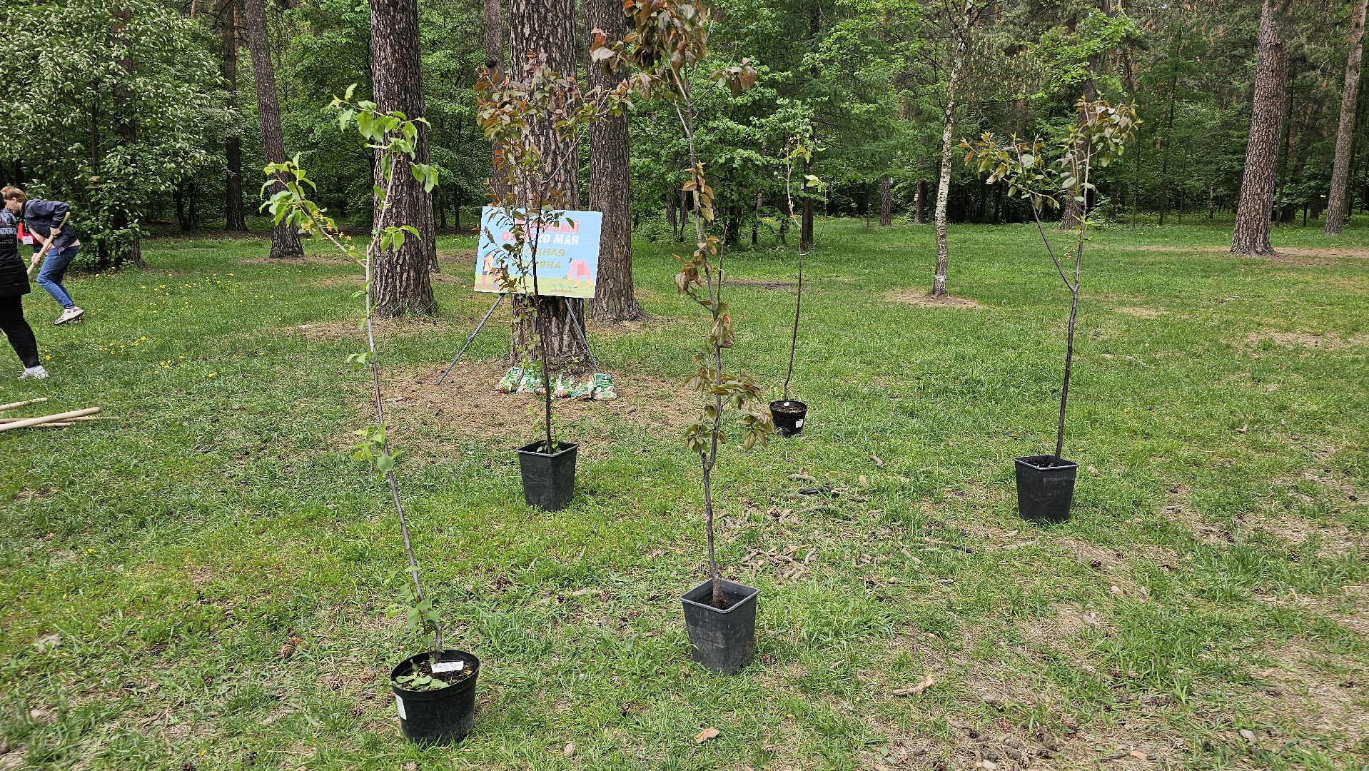 акция, Парковый ответ, посадка слив, Котельники