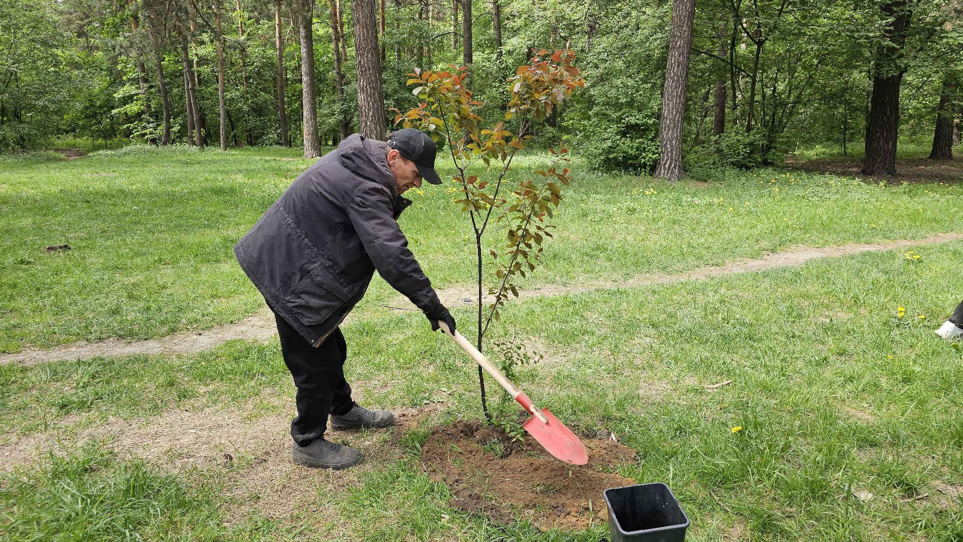 акция, Парковый ответ, посадка слив, Котельники