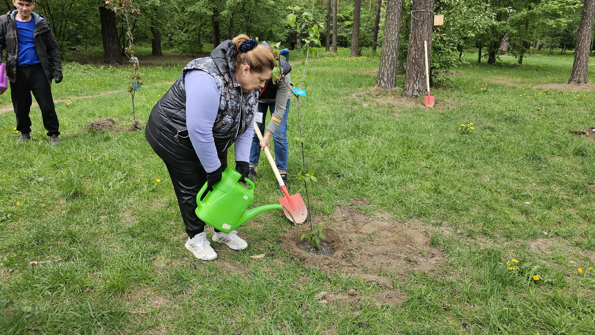акция, Парковый ответ, посадка слив, Котельники