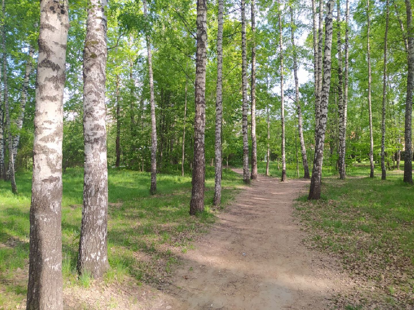 Дедовск, Лес, благоустройство