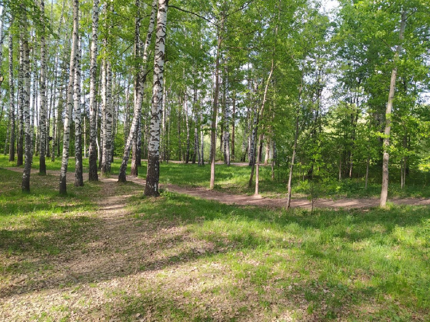 Дедовск, Лес, благоустройство