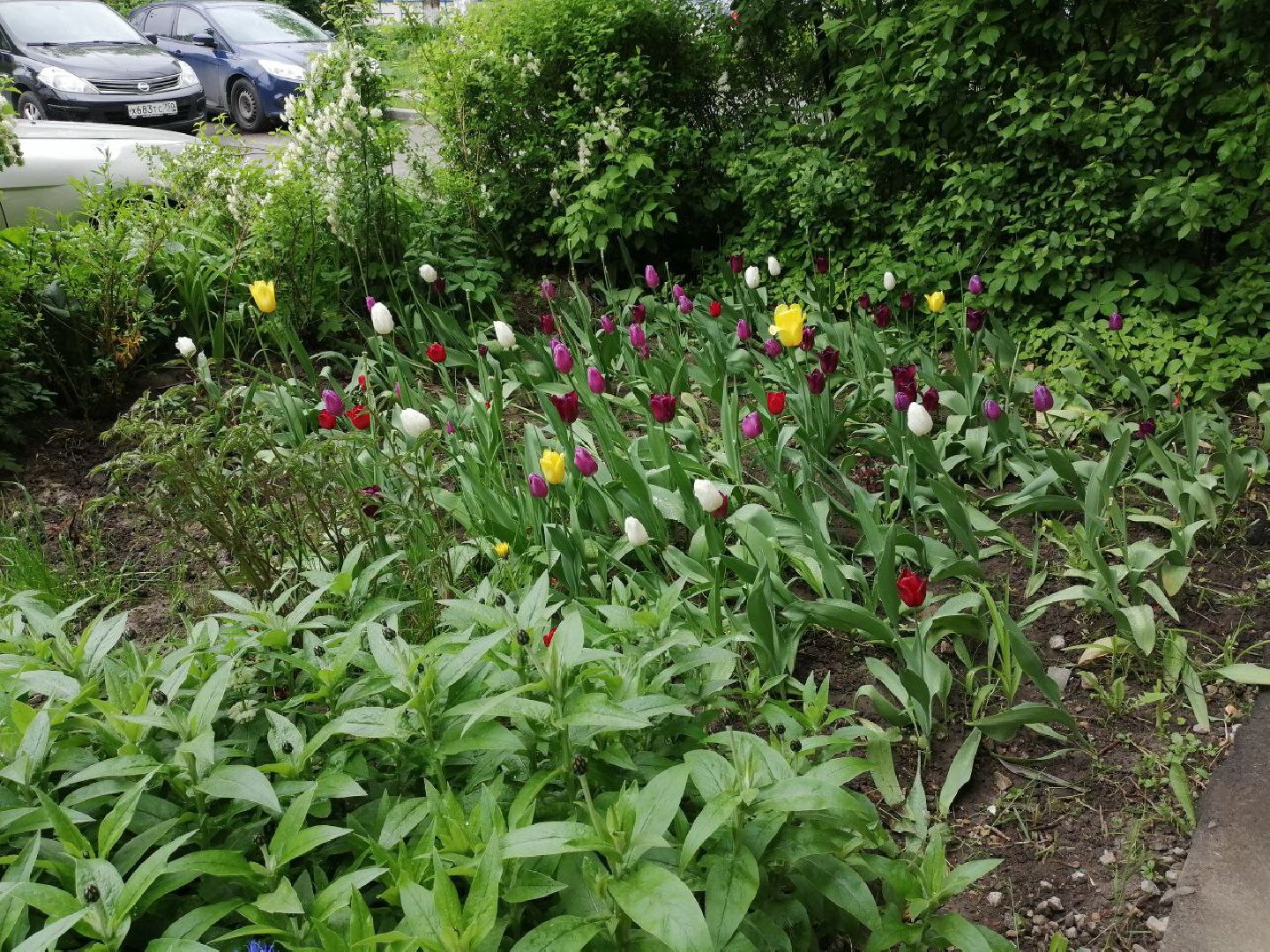 туризм, серпухов, дворы, благоустройство, туристические тропы, цветы, палисадники,