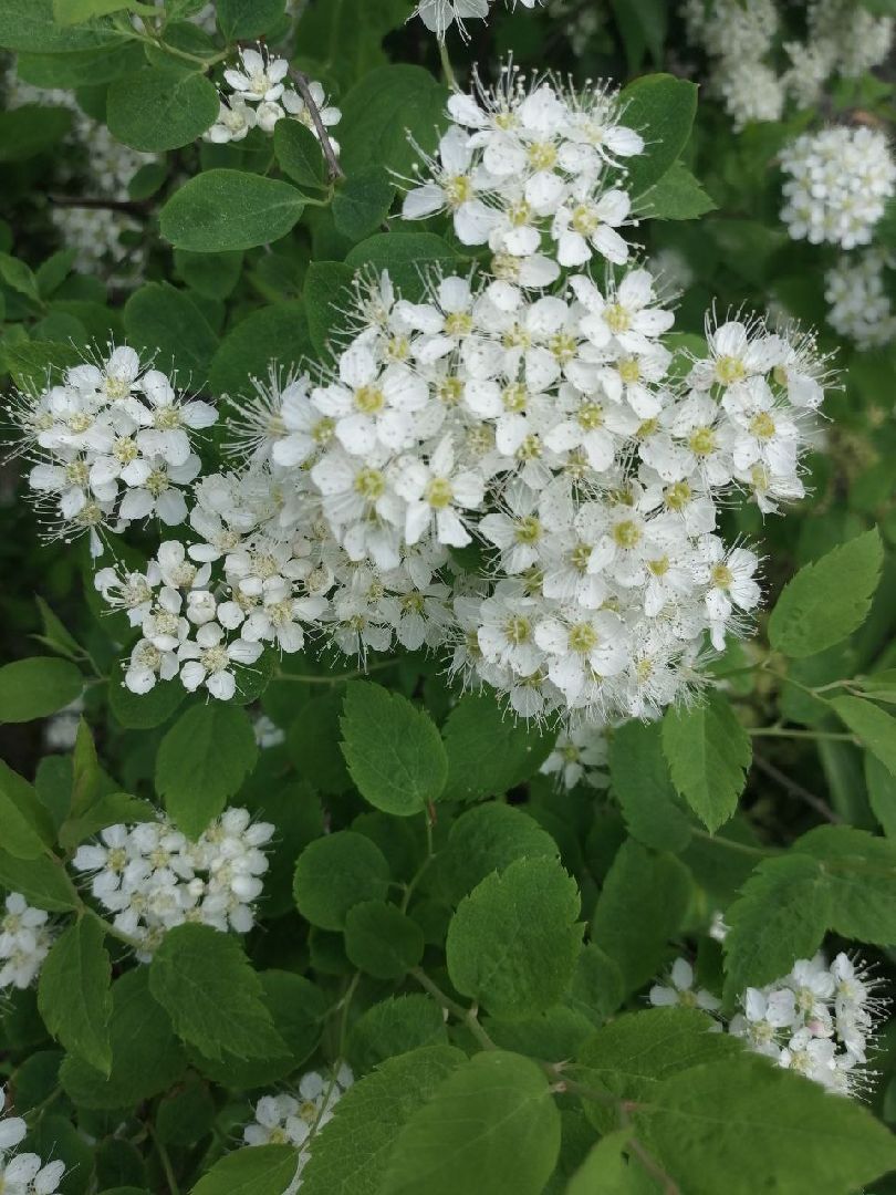 туризм, серпухов, дворы, благоустройство, туристические тропы, цветы, палисадники,