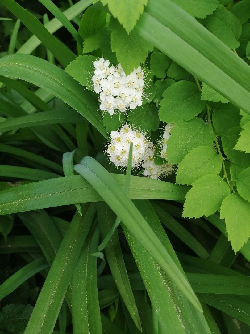 туризм, серпухов, дворы, благоустройство, туристические тропы, цветы, палисадники,