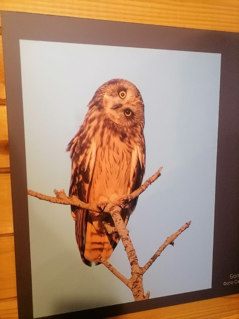 #музейболот, #талдомскийокруг, #совиныйфестиваль, #совы, #лекции