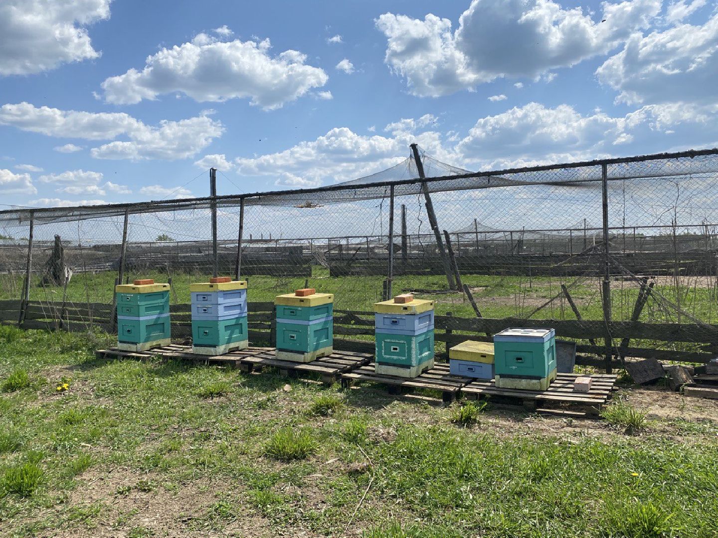 Чехов, ферма пчелы, ульи, мед, опыление
