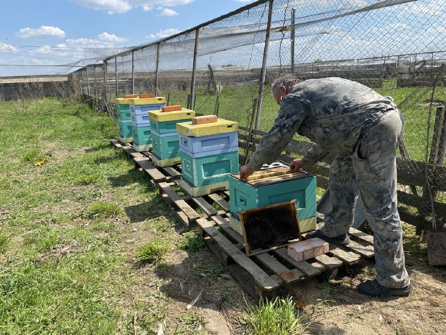 Чехов, ферма пчелы, ульи, мед, опыление