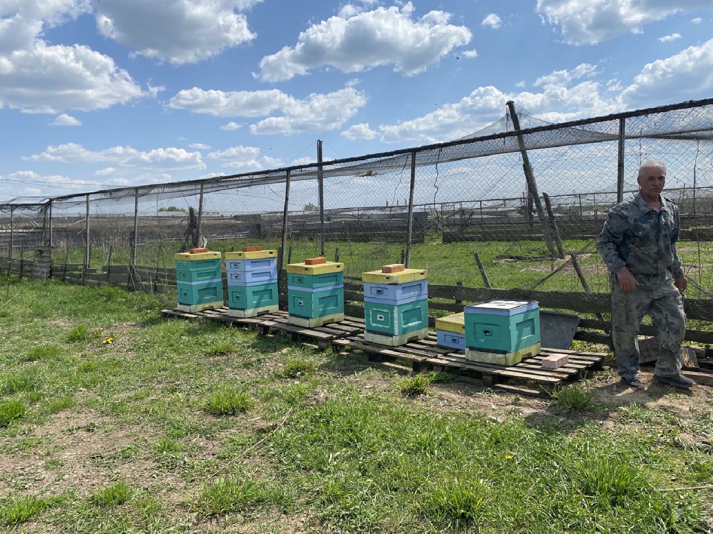 Чехов, ферма пчелы, ульи, мед, опыление