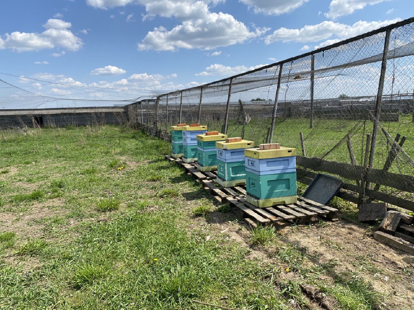 Чехов, ферма пчелы, ульи, мед, опыление