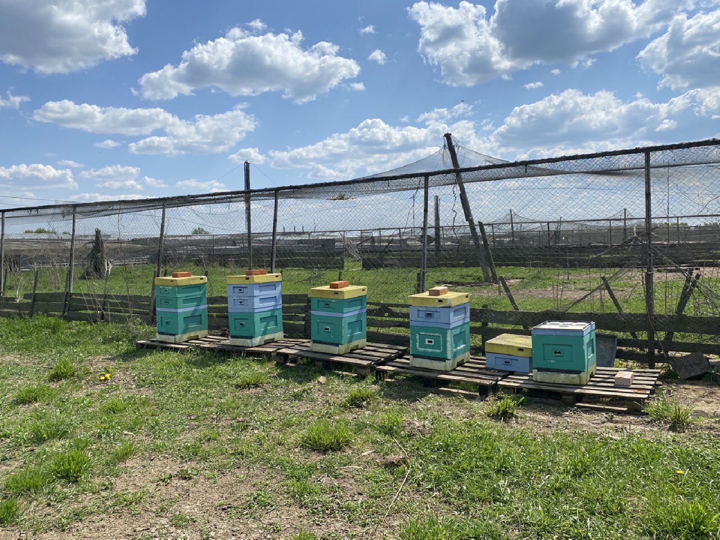 Чехов, ферма пчелы, ульи, мед, опыление