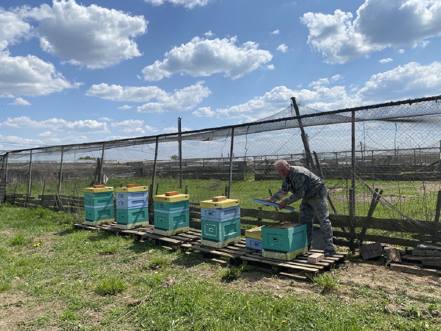 Чехов, ферма пчелы, ульи, мед, опыление