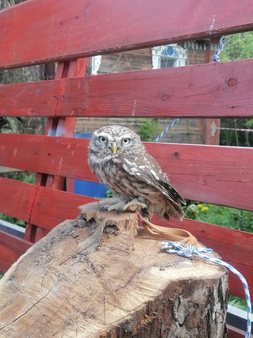 #талдомскийокруг, #совы, #совиныйфест, #фестиваль, #ярмарка