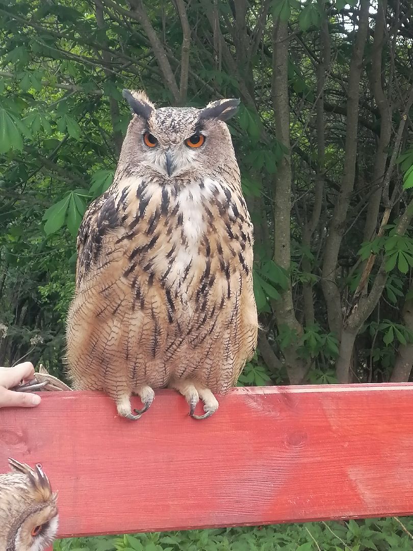 #талдомскийокруг, #совы, #совиныйфест, #фестиваль, #ярмарка