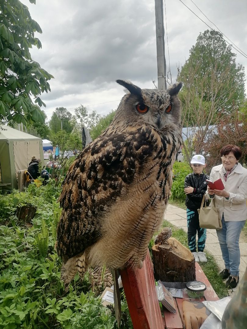 #талдомскийокруг, #совы, #центрреабилитации, #Переславль-Залесский, #птицы