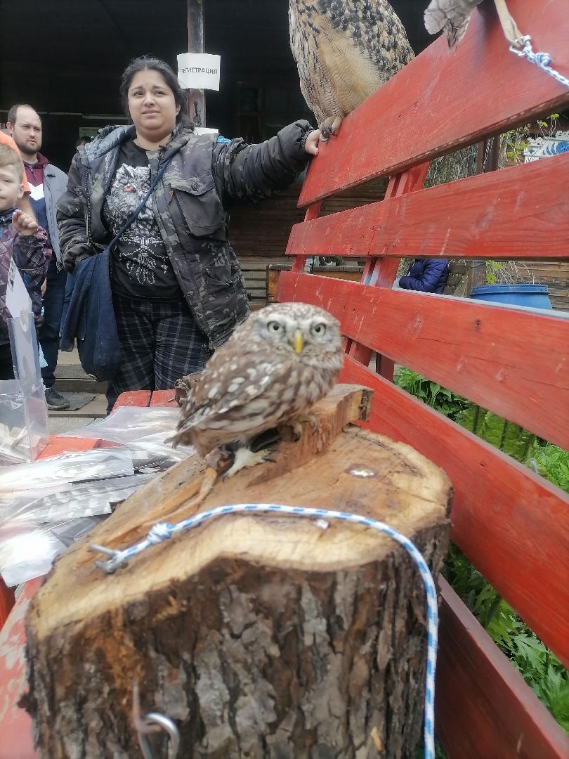 #талдомскийокруг, #совы, #центрреабилитации, #Переславль-Залесский, #птицы