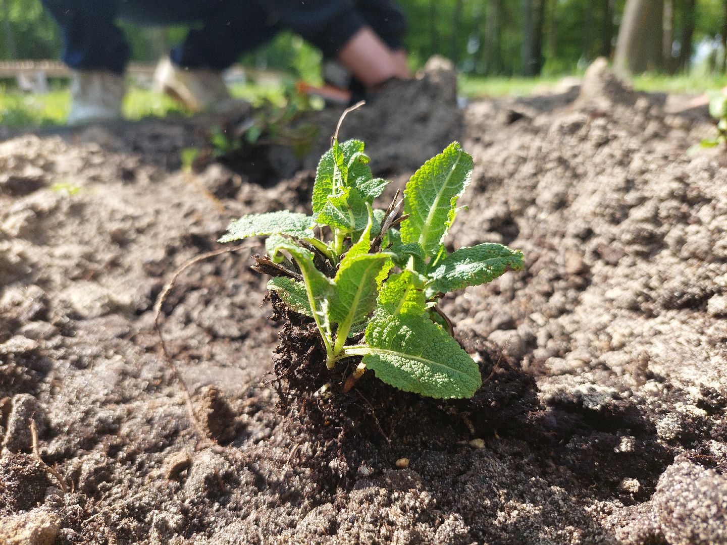 благоустройство, парки, парковый ответ, общество