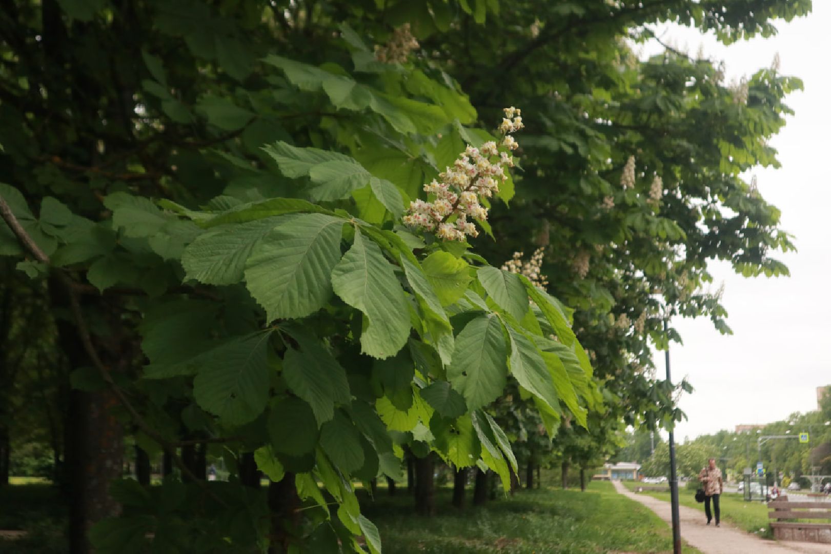 Пущино, экология