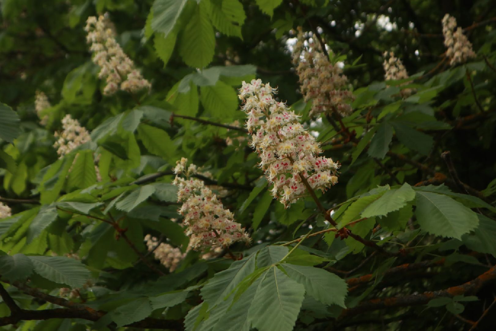 Пущино, экология