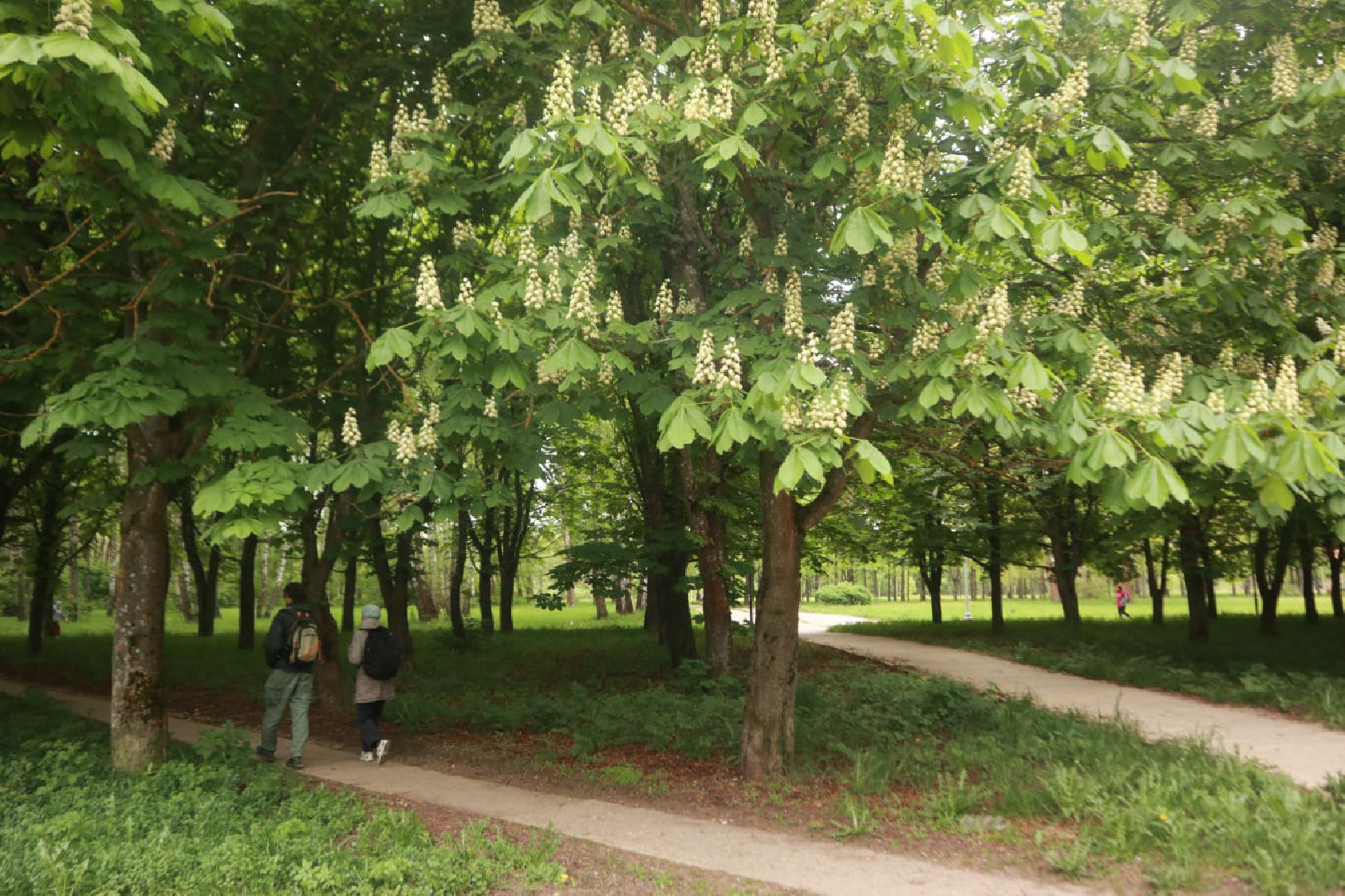 Пущино, экология