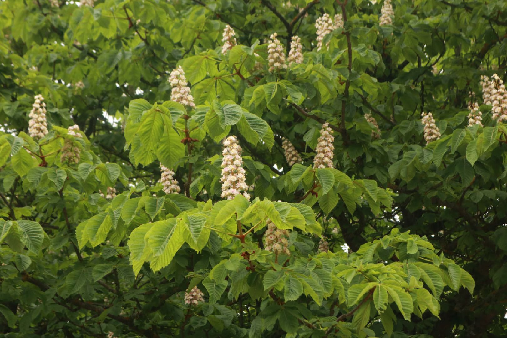 Пущино, экология